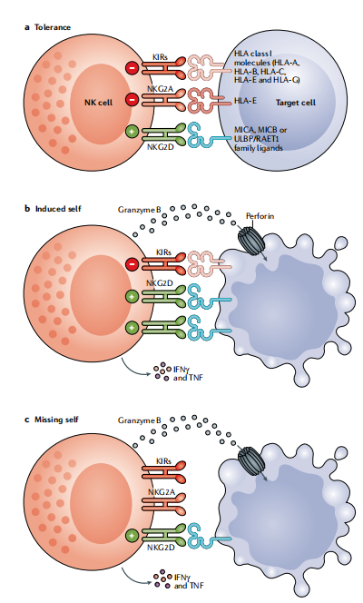 圖?8?NK細胞通過平衡信號對病毒性感染和轉(zhuǎn)化細胞作出反應(yīng)。 圖?8?NK細胞通過平衡信號對病毒性感染和轉(zhuǎn)化細胞作出反應(yīng)。