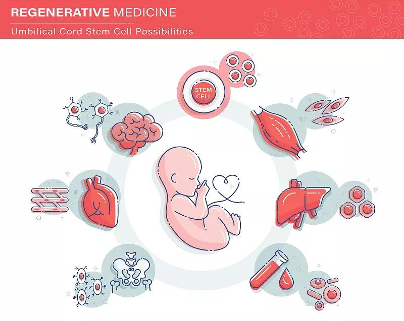 臍帶間充質(zhì)干細(xì)胞對于多種疾病的治療機理
