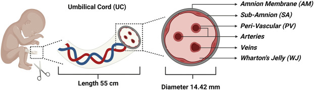 圖1:代表四個主要隔間的臍帶 (UC) 的示意圖: 圖1:代表四個主要隔間的臍帶 (UC) 的示意圖: