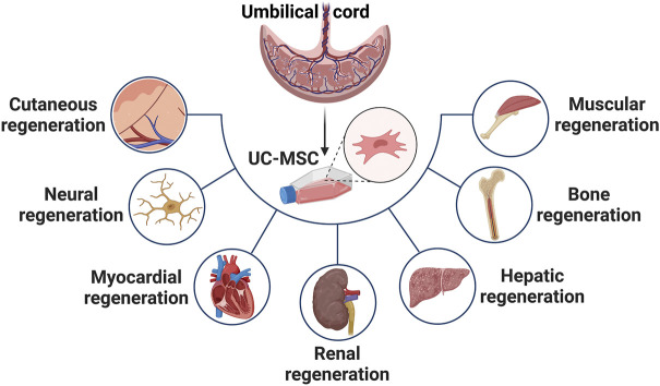 臍帶間充質干細胞在治療皮膚、神經、心肌、腎臟、肝臟、骨骼和肌肉功能障礙等多種疾病中的應用 臍帶間充質干細胞在治療皮膚、神經、心肌、腎臟、肝臟、骨骼和肌肉功能障礙等多種疾病中的應用