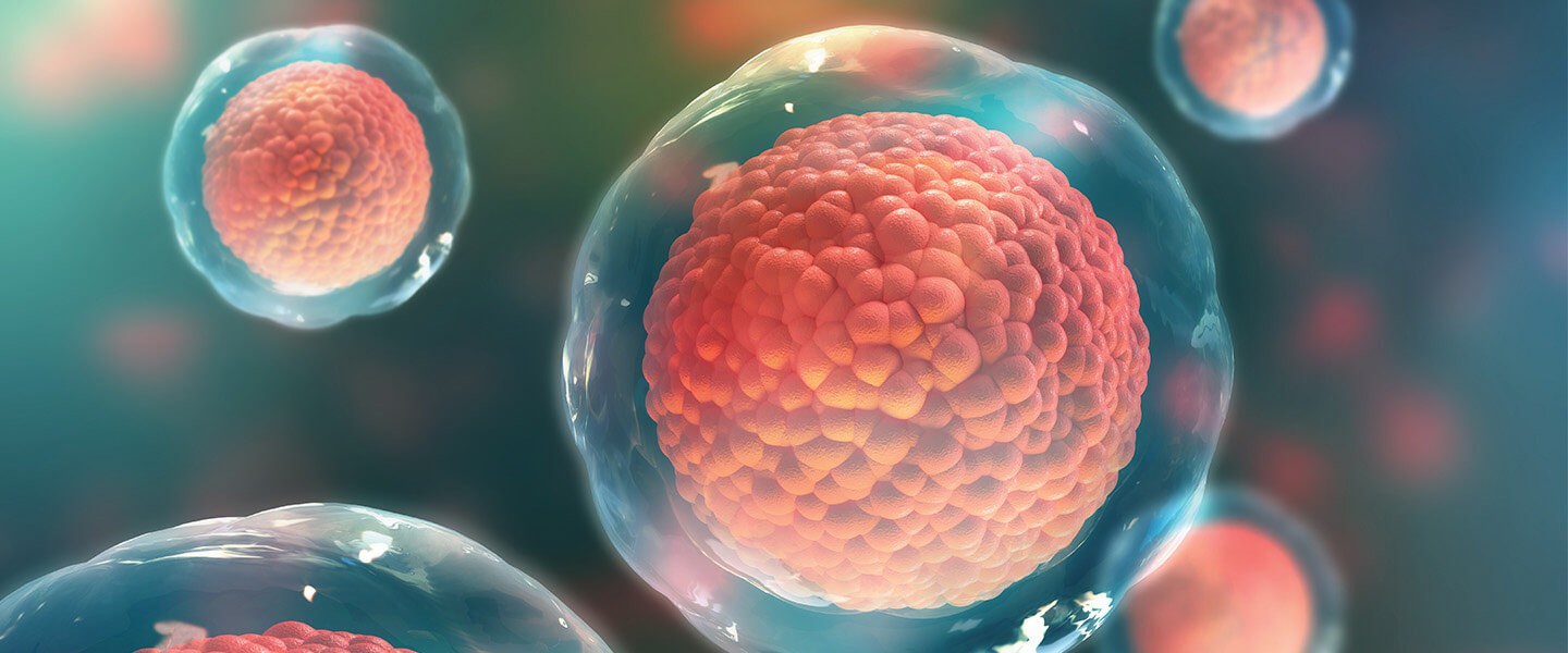 干細(xì)胞：它們是什么以及它們的作用？