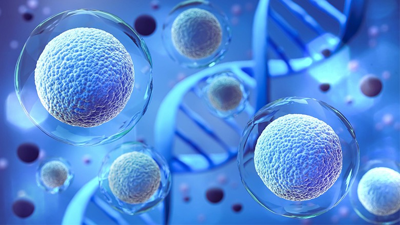 干細(xì)胞如何用于生物醫(yī)學(xué)研究和治療? 干細(xì)胞如何用于生物醫(yī)學(xué)研究和治療?