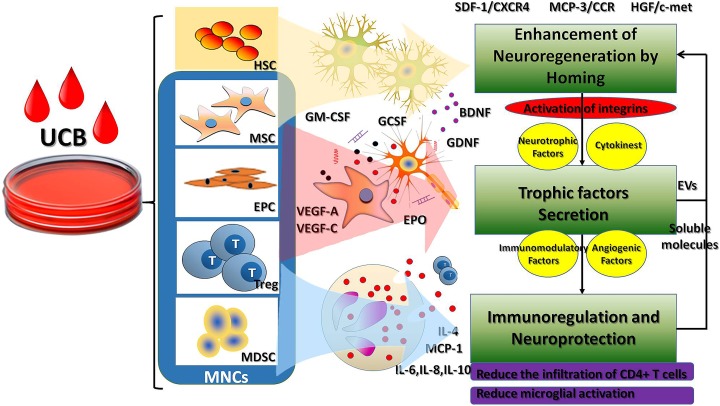 臍帶血主要細胞成分對腦性癱瘓的治療作用及相關機制? 臍帶血主要細胞成分對腦性癱瘓的治療作用及相關機制?