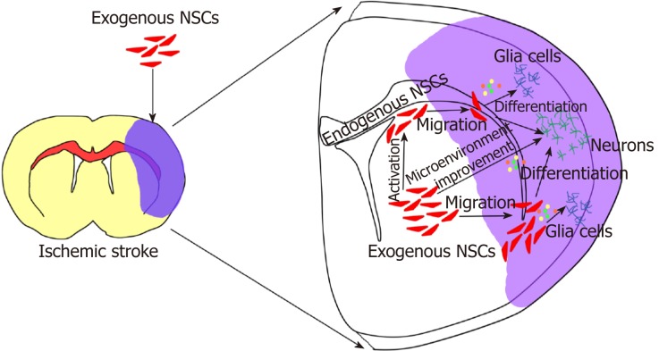 圖2：外源性神經(jīng)干細(xì)胞移植治療腦缺血性中風(fēng)