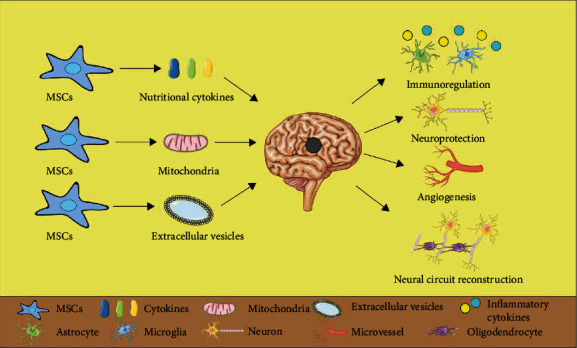 間充質干細胞治療缺血性腦卒中的機制 間充質干細胞治療缺血性腦卒中的機制