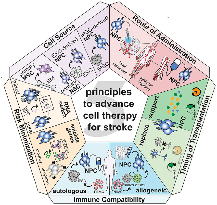 圖1:推進(jìn)中風(fēng)細(xì)胞治療的五項(xiàng)原則。 圖1:推進(jìn)中風(fēng)細(xì)胞治療的五項(xiàng)原則。