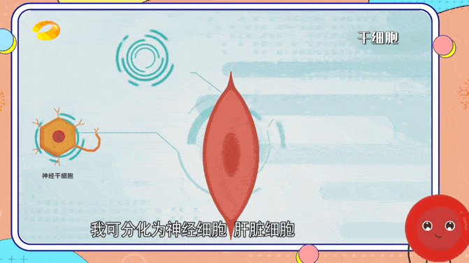 干細(xì)胞療法治療腦損傷 干細(xì)胞療法治療腦損傷