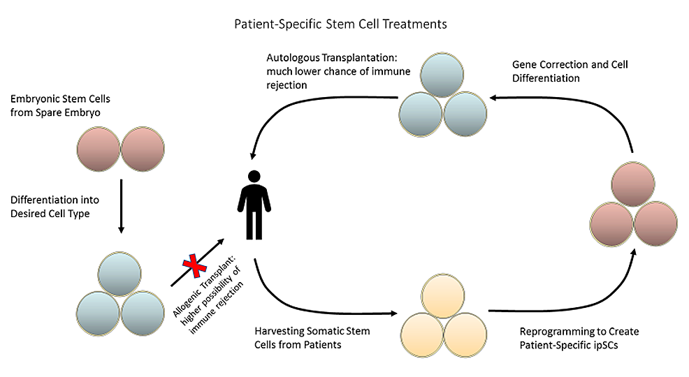 圖2：可以從患者體內采集成體干細胞并將其重新編程為誘導多能干細胞，以創(chuàng)建針對患者的療法，從而降低免疫排斥的風險