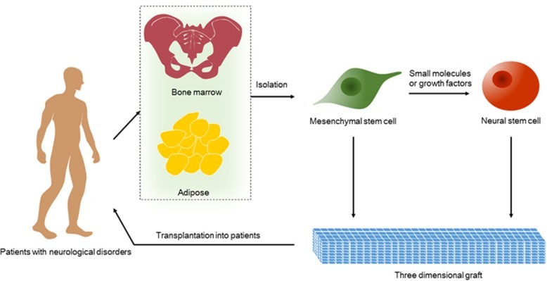 神經(jīng)干細胞的衍生和移植的治療策略 神經(jīng)干細胞的衍生和移植的治療策略