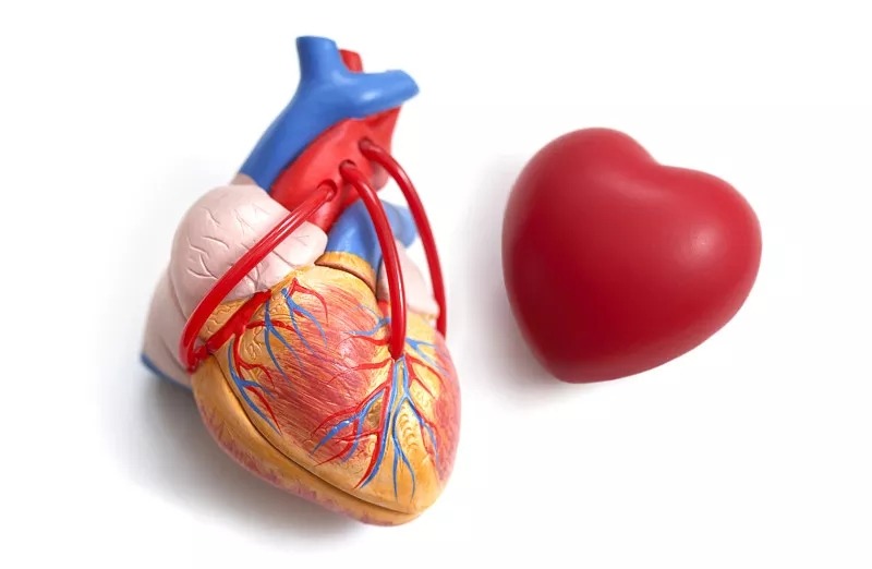 干細胞療法對治療心力衰竭的作用 干細胞療法對治療心力衰竭的作用