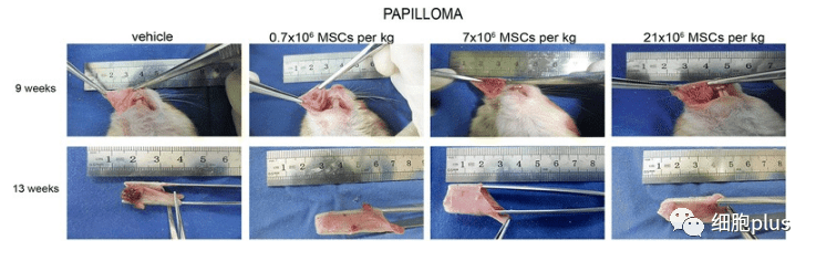 在非典型增生期，全身注射同種異體間充質干細胞不會加速癌前病變的進展。