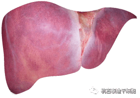 干細(xì)胞如何治療慢性肝病? 干細(xì)胞如何治療慢性肝病?