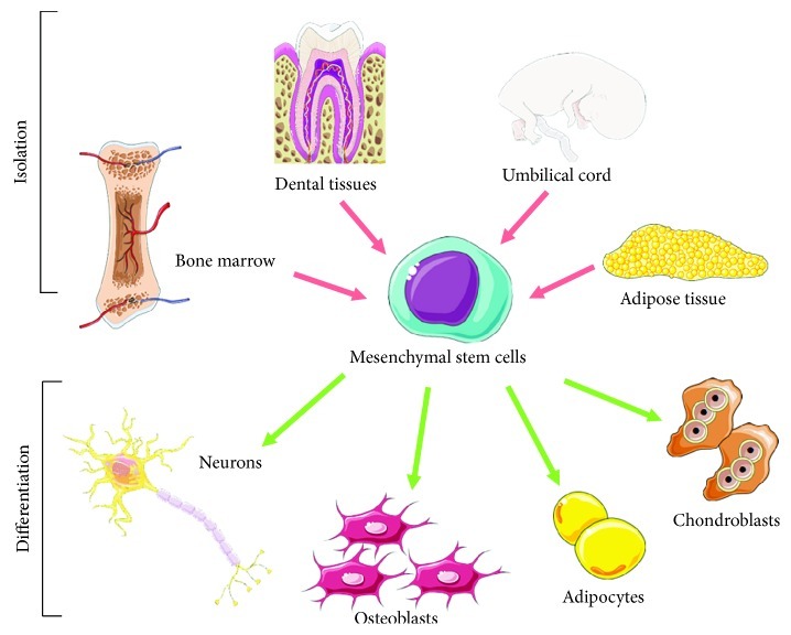 間充質(zhì)干細(xì)胞的分離和分化潛能 間充質(zhì)干細(xì)胞 (MSC) 的分離和分化潛能