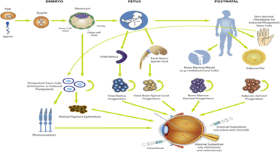 不同類型干細胞的表現及其到達視網膜