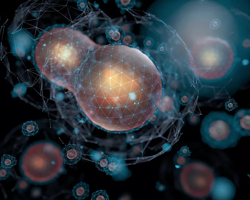 為什么對干細胞有爭議？