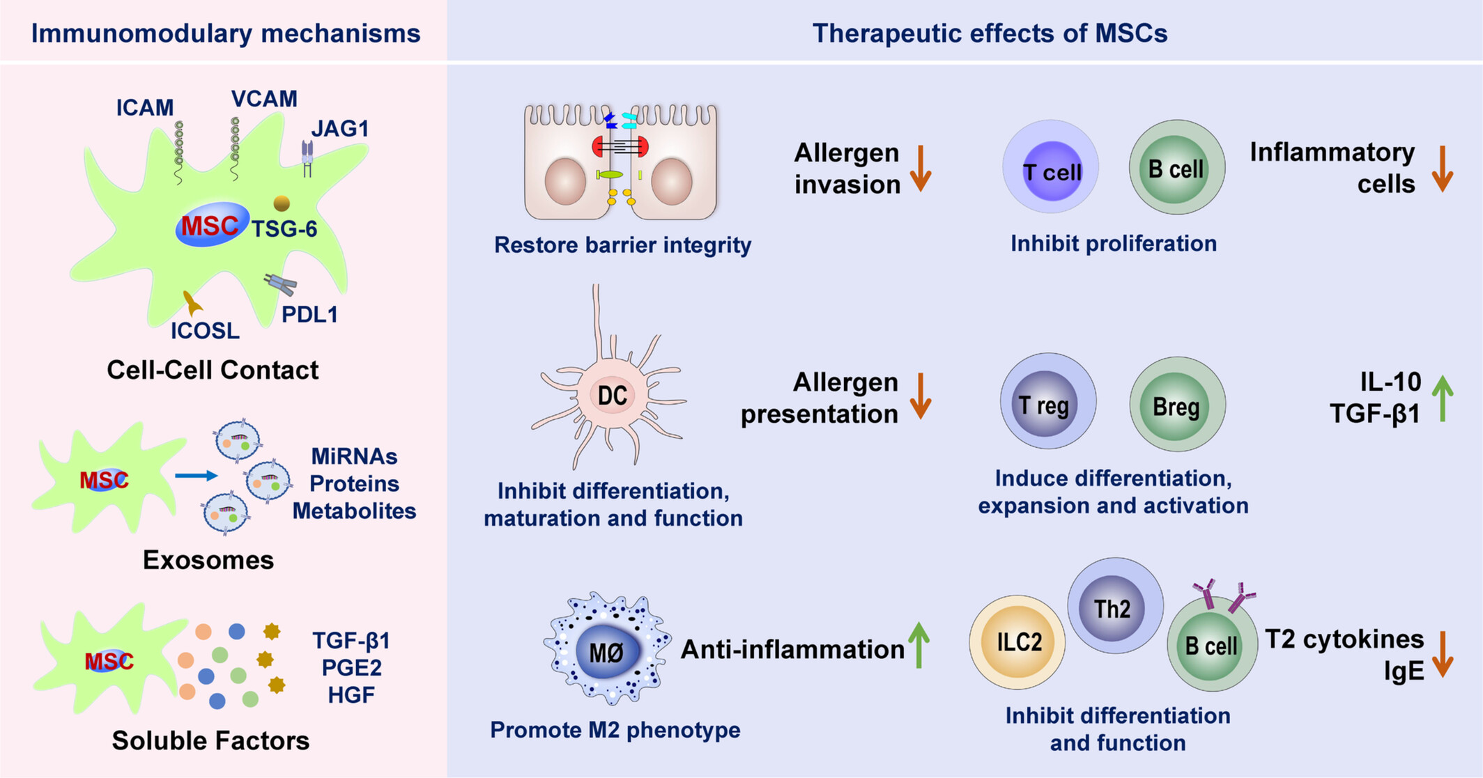 圖2:間充質(zhì)干細(xì)胞治療過敏性鼻炎的免疫調(diào)節(jié)作用和機(jī)制 圖2:間充質(zhì)干細(xì)胞治療過敏性鼻炎的免疫調(diào)節(jié)作用和機(jī)制
