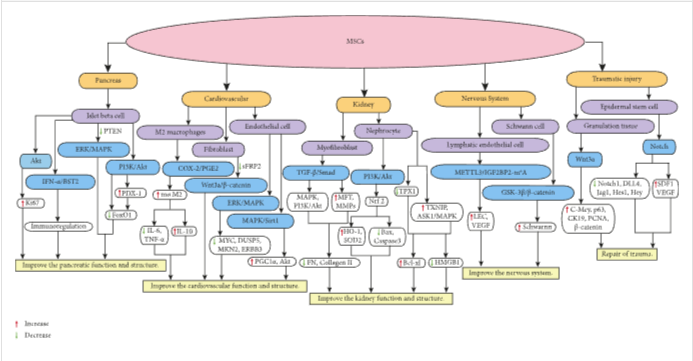 圖1：MSCs在個體靶組織或細胞中調節不同的信號通路，進而調節細胞因子的分泌水平，最終改善靶組織的功能和結構。