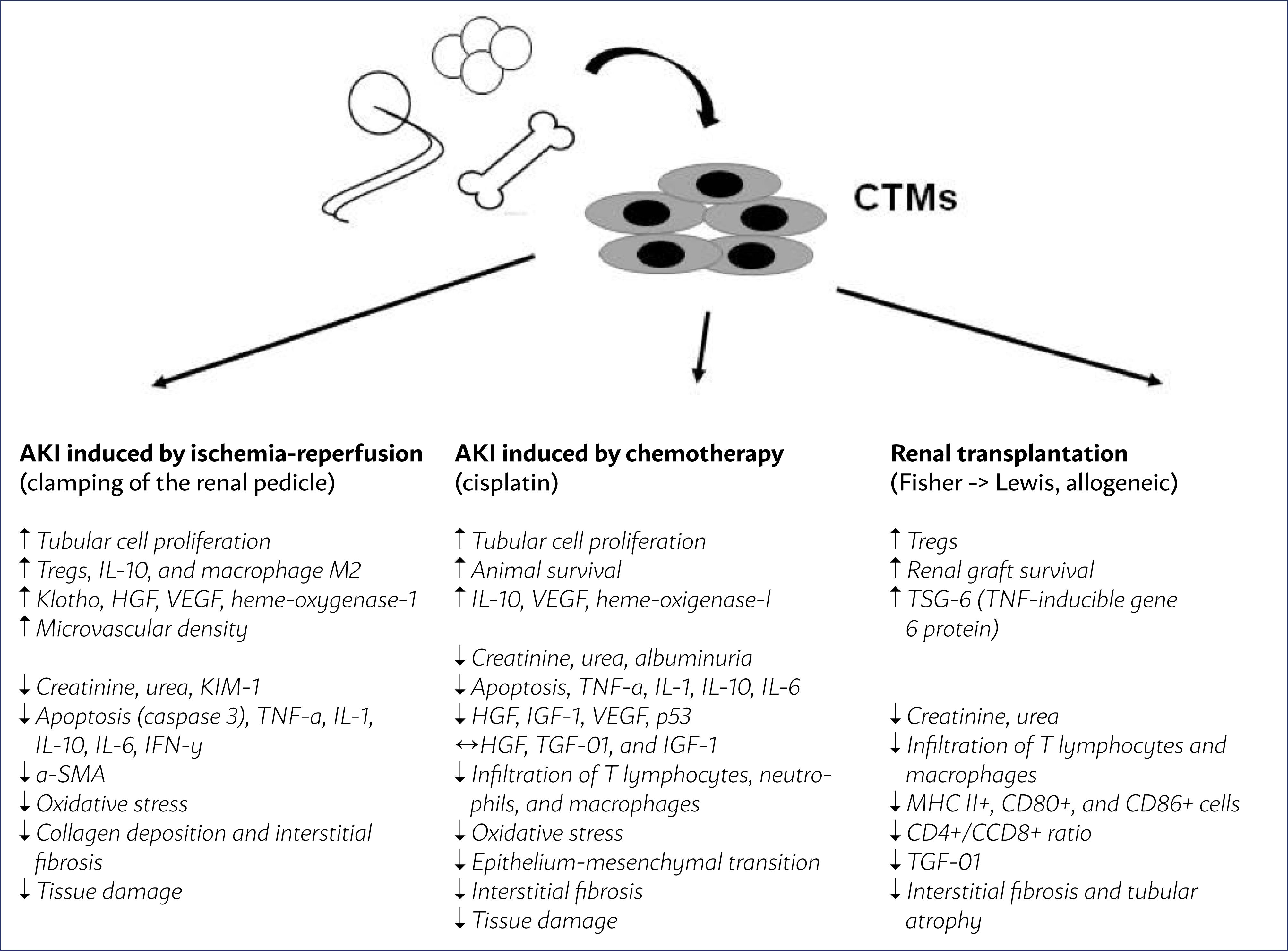 圖1：從骨髓、脂肪組織和臍帶中提取的間充質(zhì)干細(xì)胞在幾種AKI模型中通過腎蒂鉗夾缺血再灌注、化療（順鉑）和腎移植的主要作用。