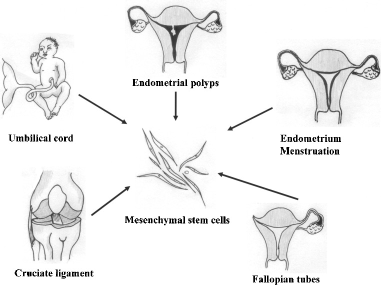 圖1。各種新的MSC來源。細胞經過分離培養,可分化為三個胚層用于移植 圖1。各種新的MSC來源。細胞經過分離培養,可分化為三個胚層用于移植