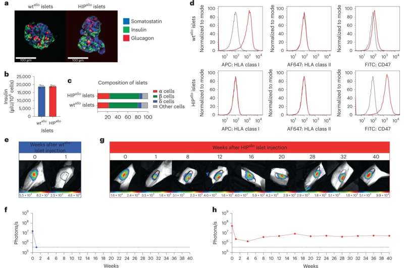 同種異體HIP胰島實現長期存活。