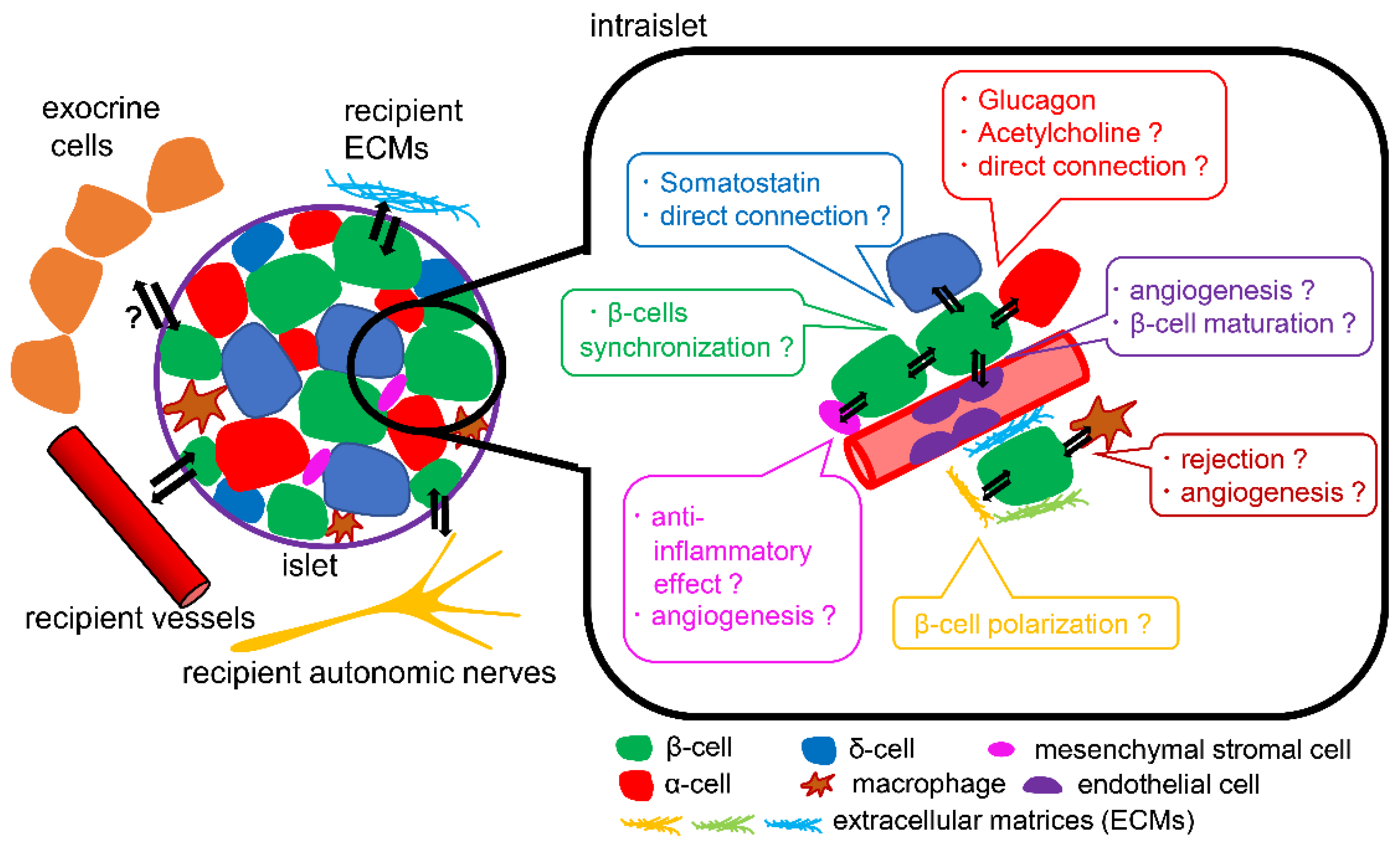 圖3.?胰島微環境示意圖 圖3.?胰島微環境示意圖