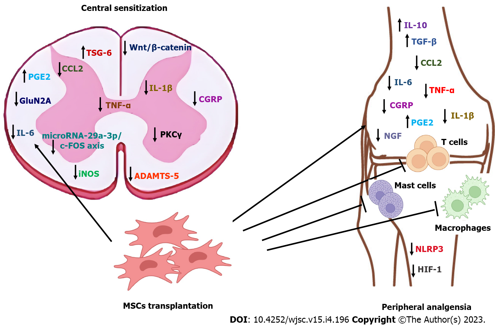 圖1:圖解總結(jié)了間充質(zhì)干細胞在骨關(guān)節(jié)炎中的已證實和預(yù)期鎮(zhèn)痛機制。 圖1:圖解總結(jié)了間充質(zhì)干細胞在骨關(guān)節(jié)炎中的已證實和預(yù)期鎮(zhèn)痛機制。