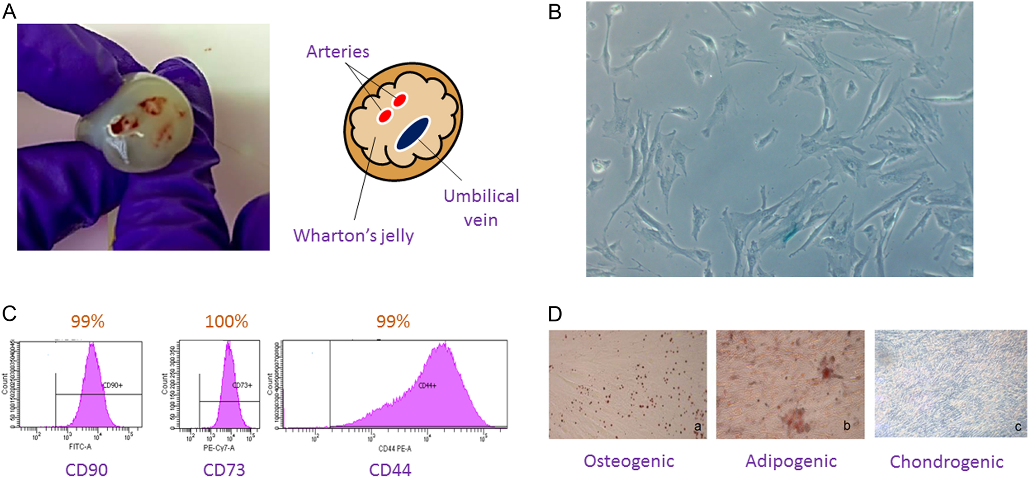 圖2:WJ-MSC的表征 圖2:WJ-MSC的表征