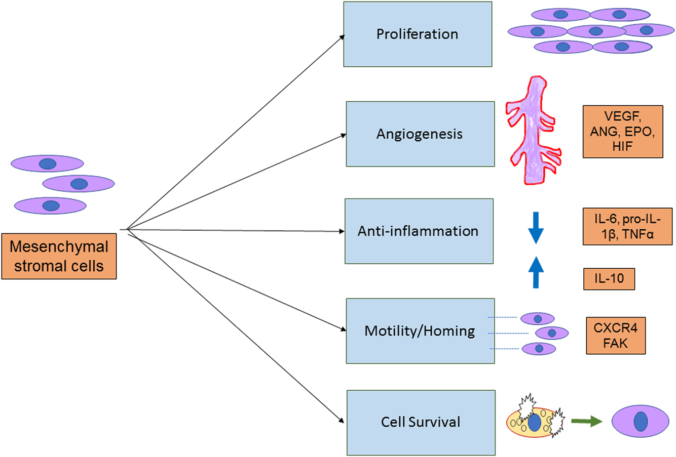 圖3:間充質干細胞的治療作用 圖3:間充質干細胞的治療作用