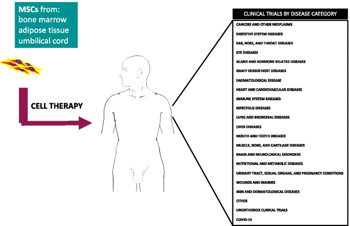 間充質(zhì)干細(xì)胞的臨床試驗(yàn)呈指數(shù)增長:近六年來進(jìn)展如何? 間充質(zhì)干細(xì)胞的臨床試驗(yàn)呈指數(shù)增長:近六年來進(jìn)展如何?