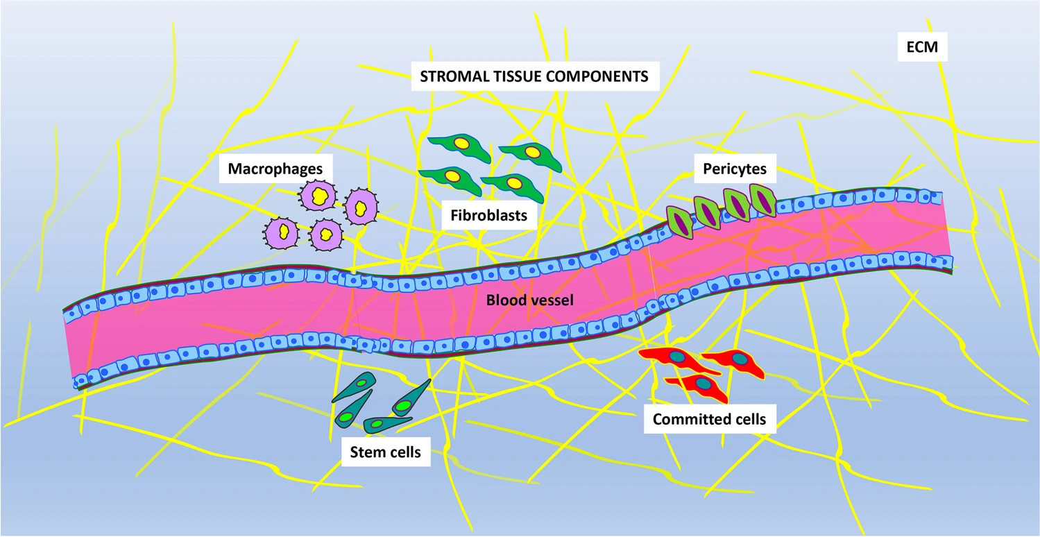 圖片顯示存在于基質(zhì)組織中的主要成分。不同的細(xì)胞表型與血管和細(xì)胞外基質(zhì) (ECM) 成分混合在一起。主要的細(xì)胞類型是:巨噬細(xì)胞、成纖維細(xì)胞、周細(xì)胞、定向細(xì)胞和干細(xì)胞 圖片顯示存在于基質(zhì)組織中的主要成分。不同的細(xì)胞表型與血管和細(xì)胞外基質(zhì) (ECM) 成分混合在一起。主要的細(xì)胞類型是:巨噬細(xì)胞、成纖維細(xì)胞、周細(xì)胞、定向細(xì)胞和干細(xì)胞