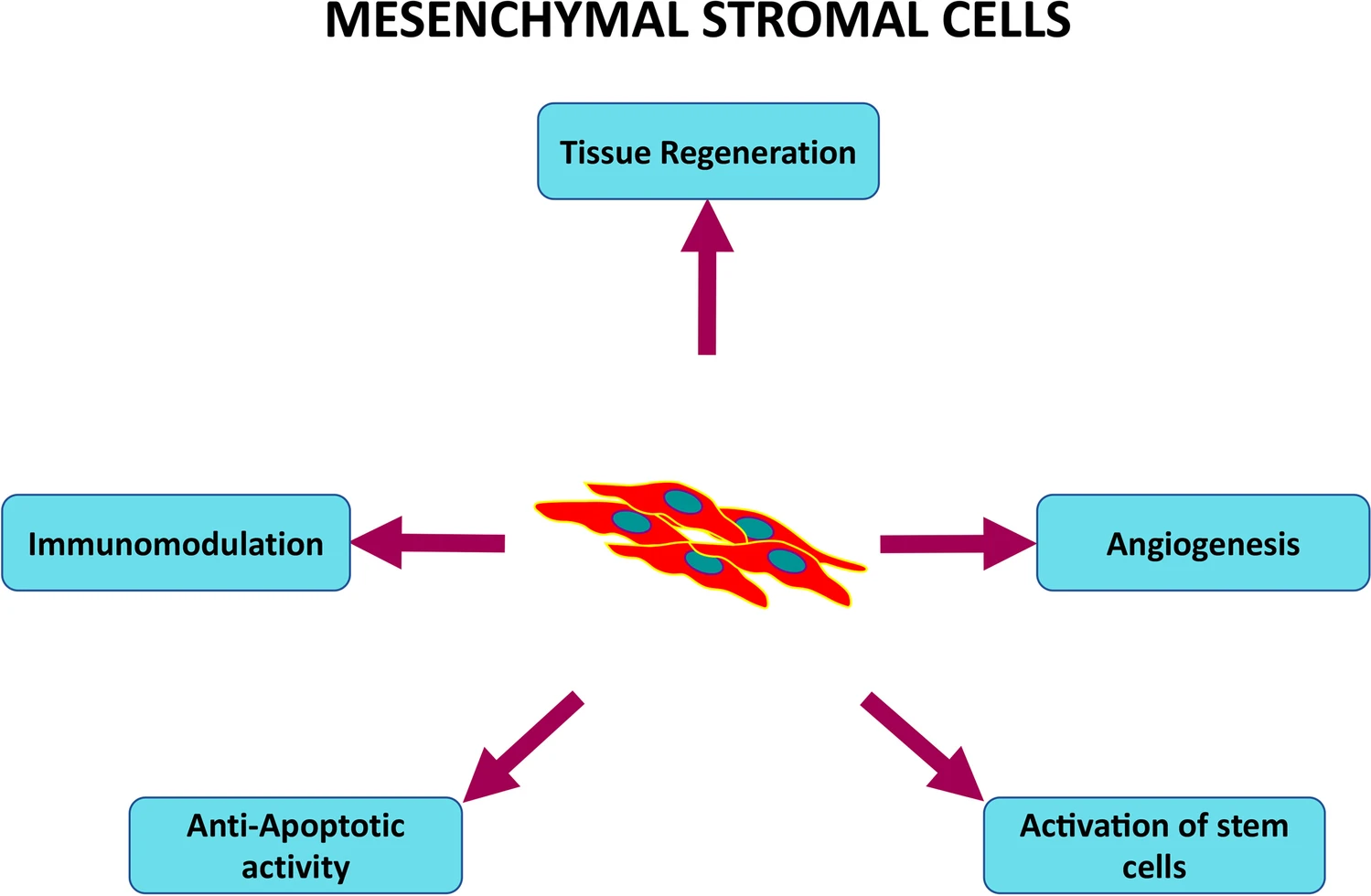 MSC在細(xì)胞治療中的作用機(jī)制總結(jié) MSC在細(xì)胞治療中的作用機(jī)制總結(jié)