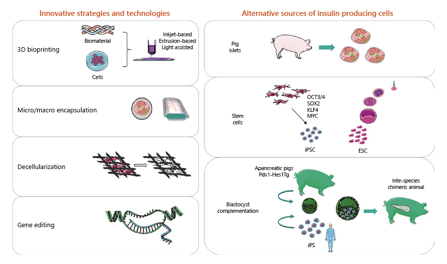 圖1:用于替代β細胞的胰島素生成細胞的創新技術和替代來源。 圖1:用于替代β細胞的胰島素生成細胞的創新技術和替代來源。