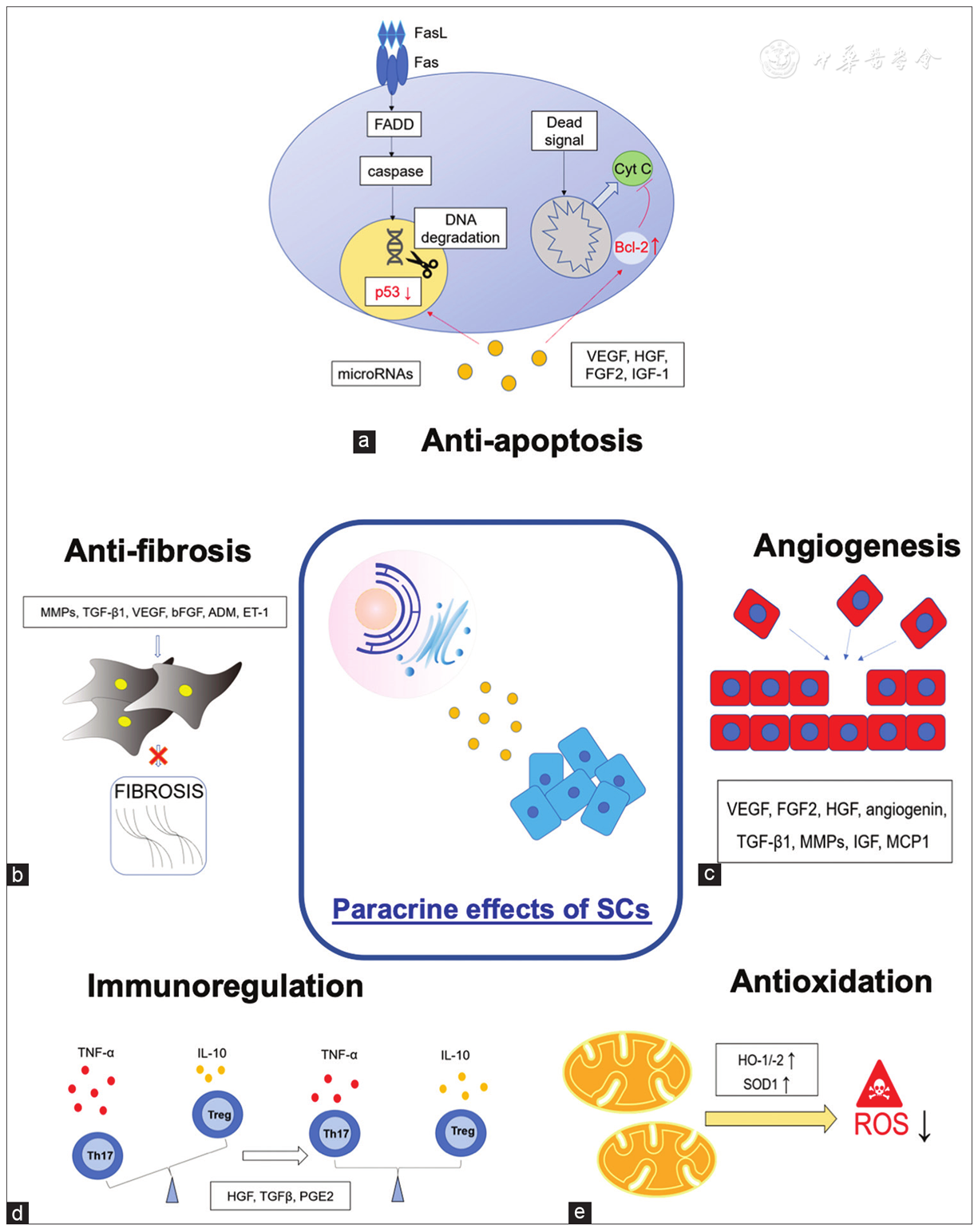 圖3:干細(xì)胞療法中涉及的旁分泌機(jī)制。