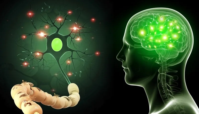 用于神經系統疾病的干細胞 用于神經系統疾病的干細胞