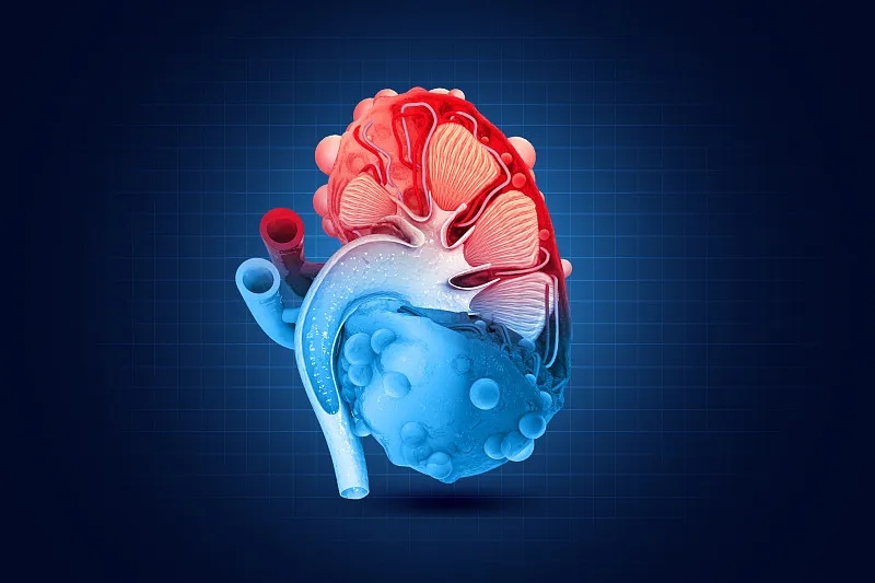 間充質干細胞在治療腎臟疾病中的應用進展