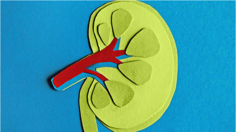 慢性腎臟病 (CKD) 的癥狀、分期和治療方法 慢性腎臟病 (CKD) 的癥狀、分期和治療方法