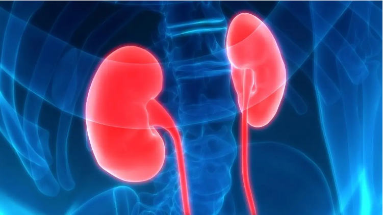 關(guān)于腎炎-類型-病因-癥狀-診斷-治療 關(guān)于腎炎-類型-病因-癥狀-診斷-治療