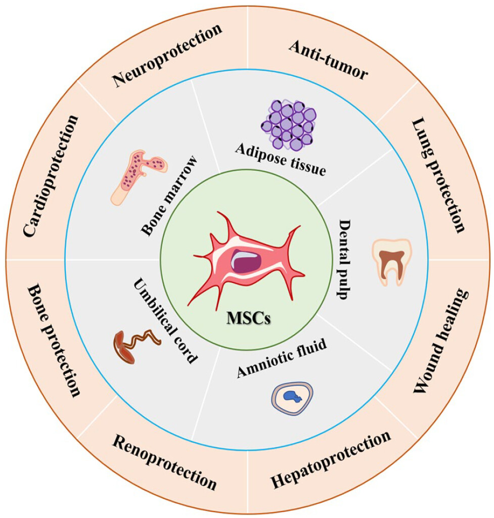 圖1:間充質干細胞的來源和應用。 圖1:間充質干細胞的來源和應用。
