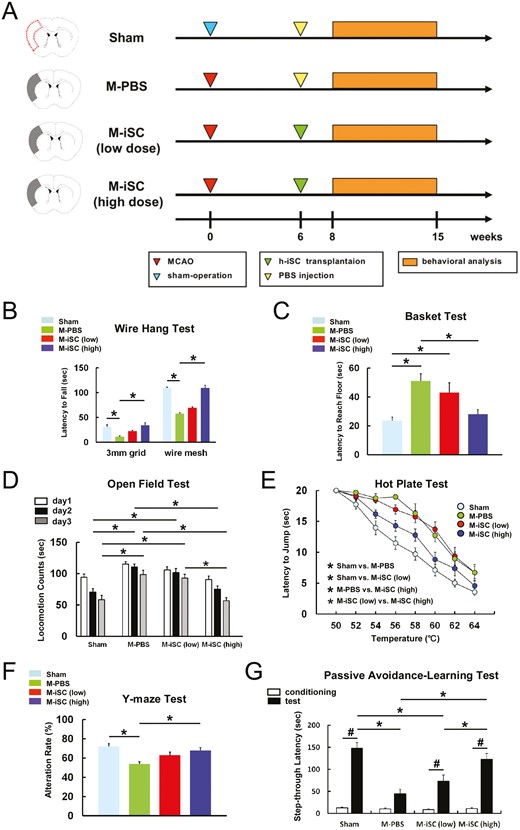 MCAO后顱內移植h-iSC可改善神經功能。 MCAO后顱內移植h-iSC可改善神經功能。