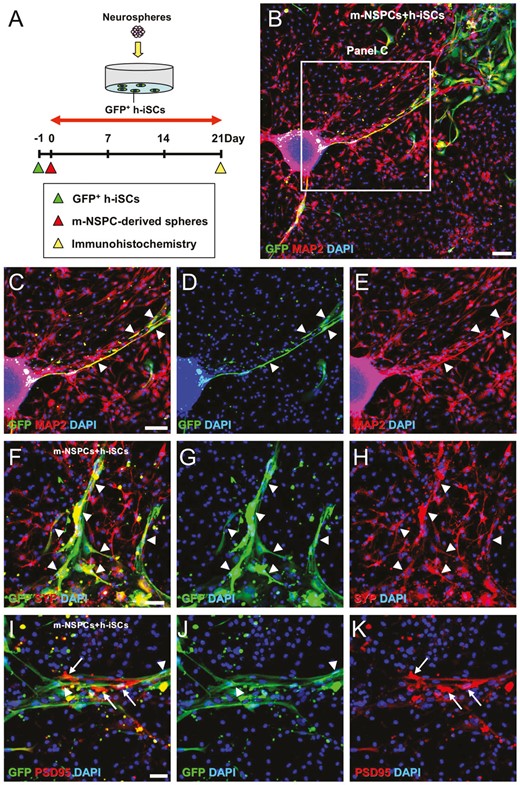 h-iSCs可以與m-NSPCs共培養形成神經元回路。 h-iSCs可以與m-NSPCs共培養形成神經元回路。