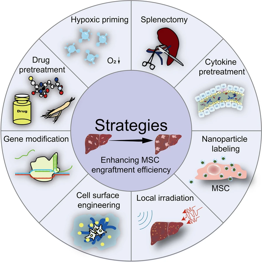 圖3:增強間充質干細胞存活和歸巢能力的策略 圖3:增強間充質干細胞存活和歸巢能力的策略