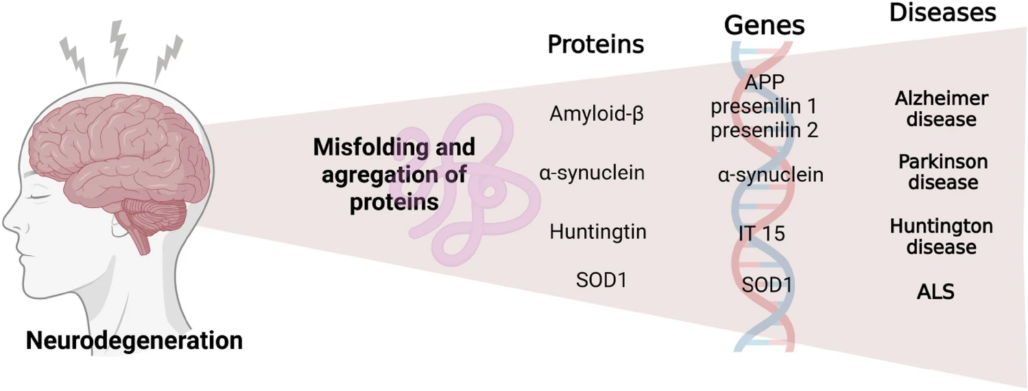 圖3:神經退行性疾病發生的過程。 圖3:神經退行性疾病發生的過程。