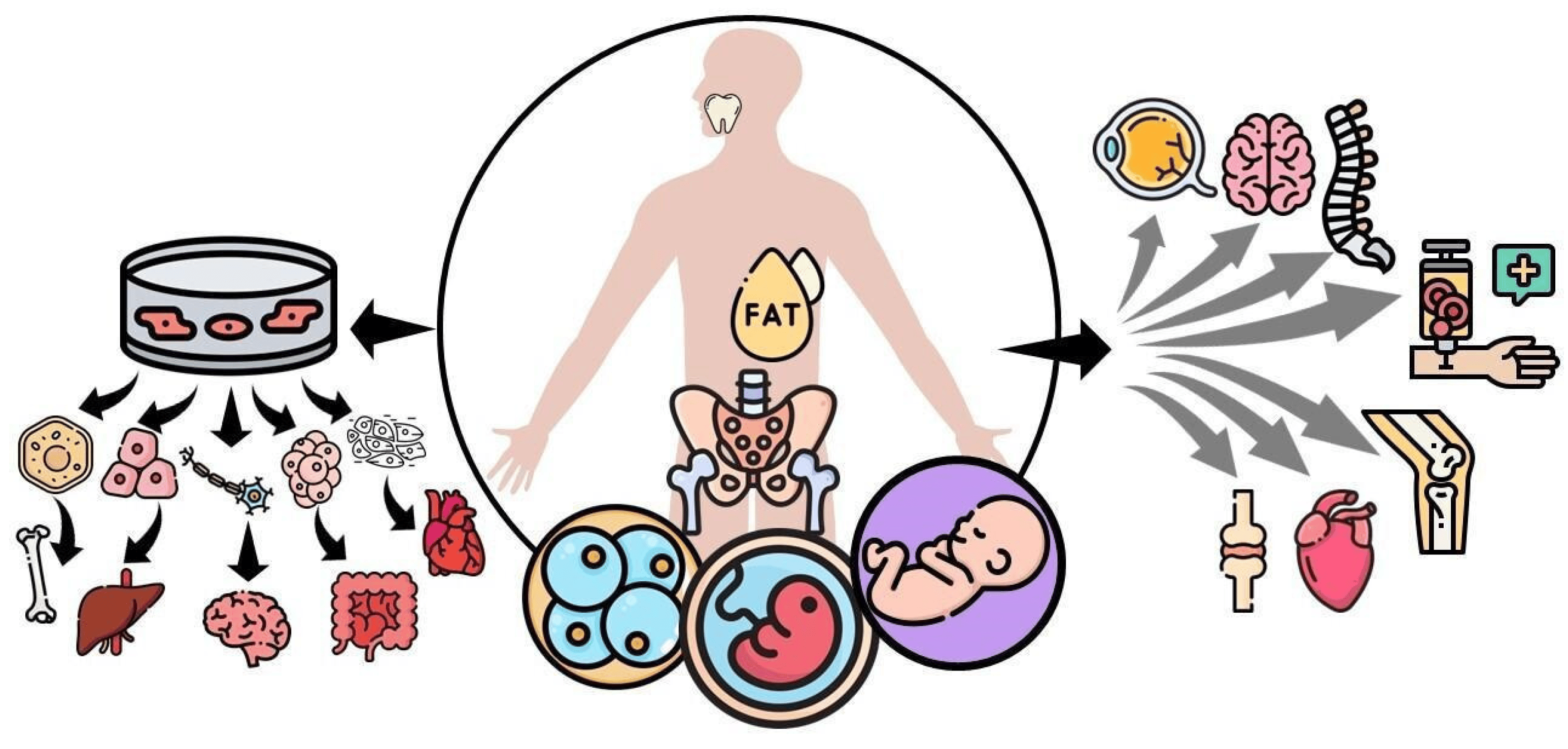 圖1：間充質干細胞 (MSC) 可根據提取時的發育階段進行分類，例如胚胎、胎兒、嬰兒或成人間充質干細胞。
