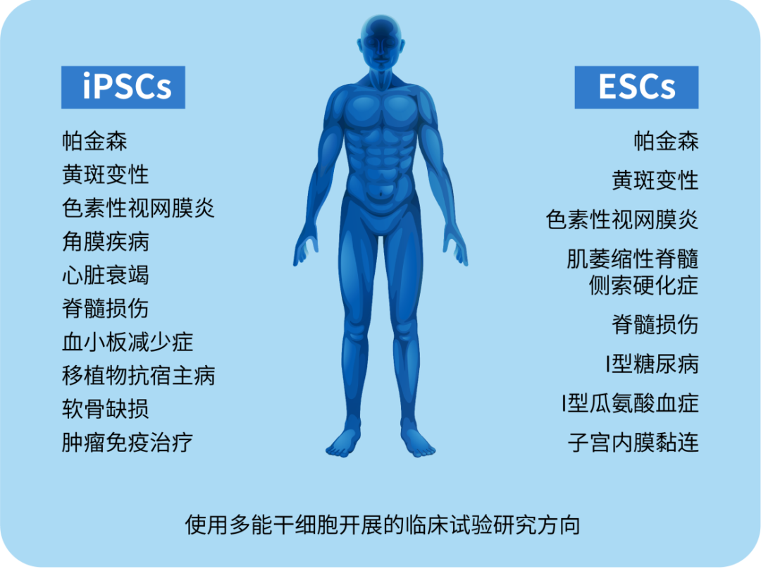 多能干細胞及其當前在醫學中的應用 多能干細胞及其當前在醫學中的應用