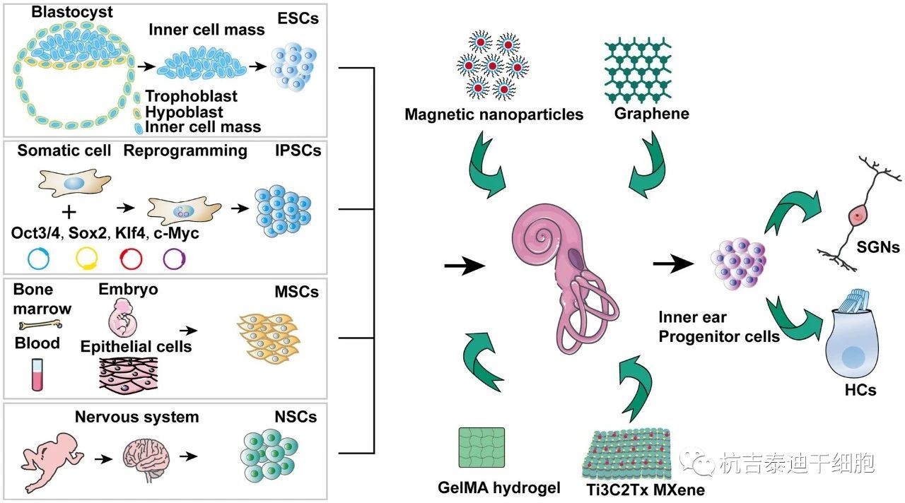 圖1. 針對干細胞治療聽力障礙的機制。