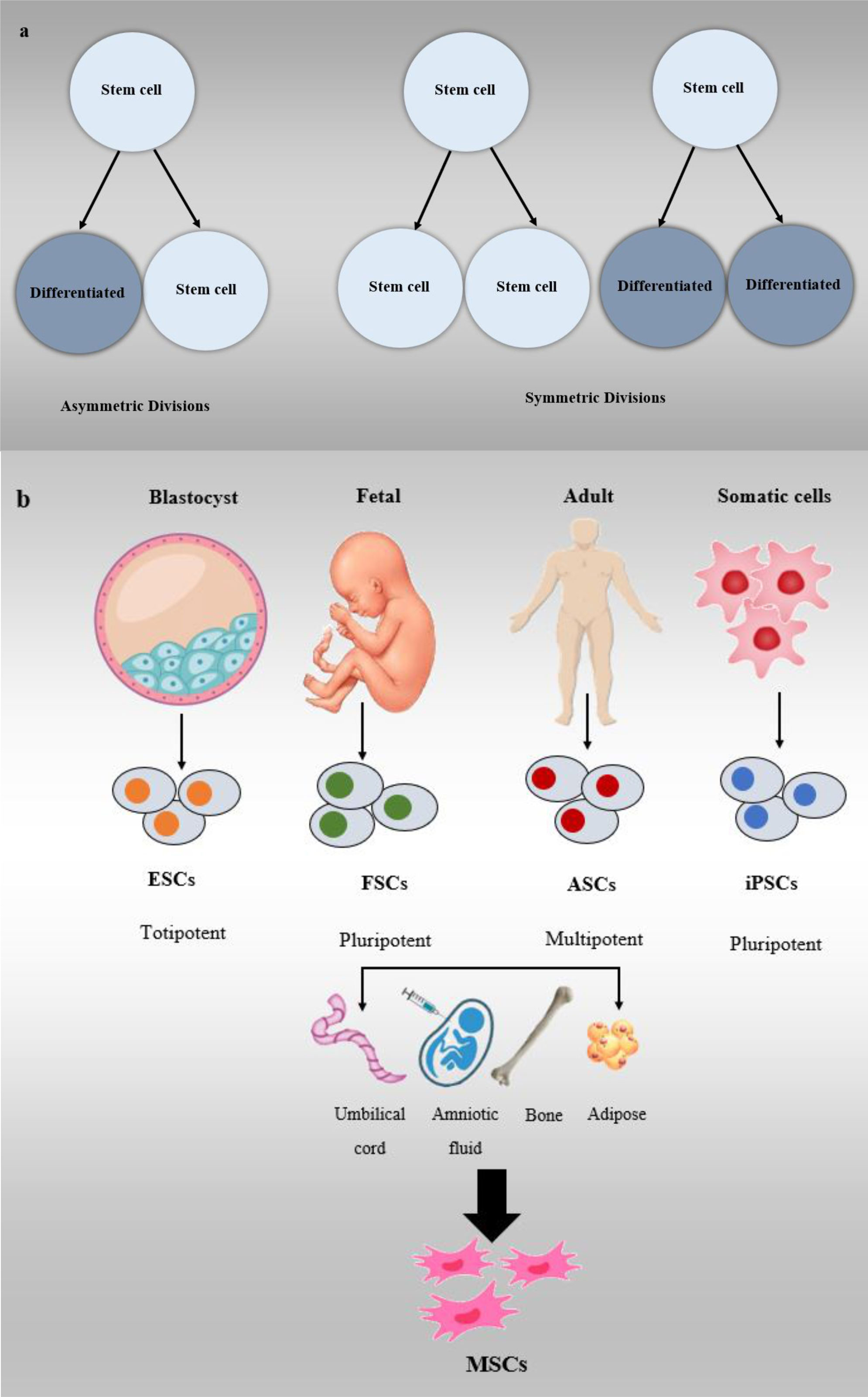 圖3:干細(xì)胞分類 圖3:干細(xì)胞分類
