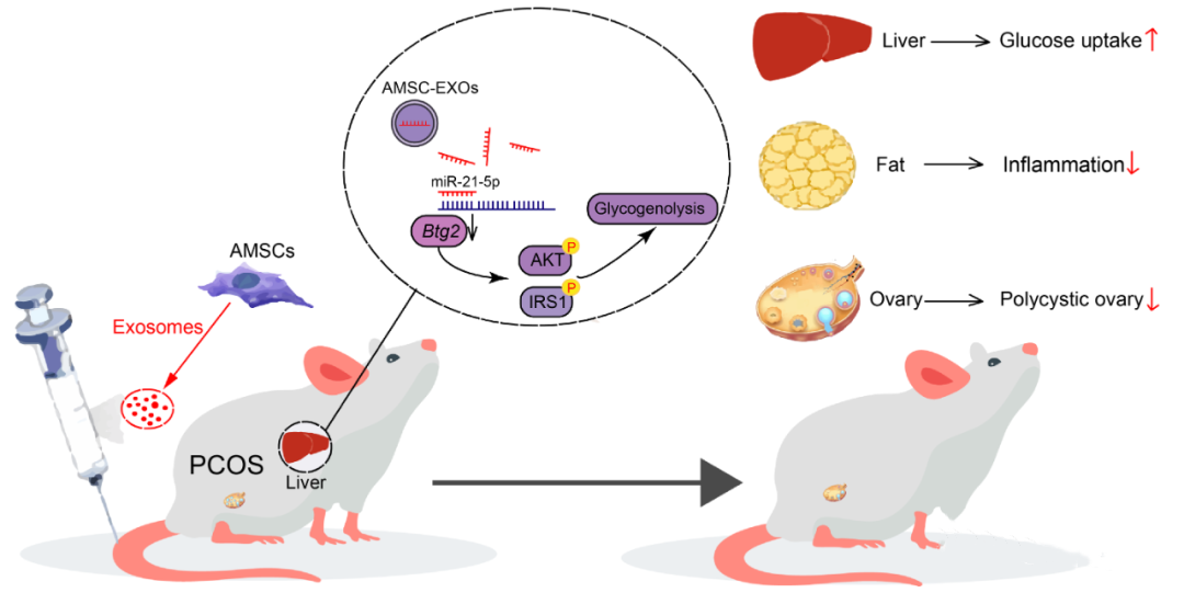 研究示意圖 研究示意圖
