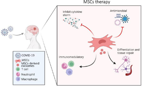圖1:間充質干細胞治療新冠病毒及相關中風的擬議作用機制的示意圖 圖1:間充質干細胞治療新冠病毒及相關中風的擬議作用機制的示意圖