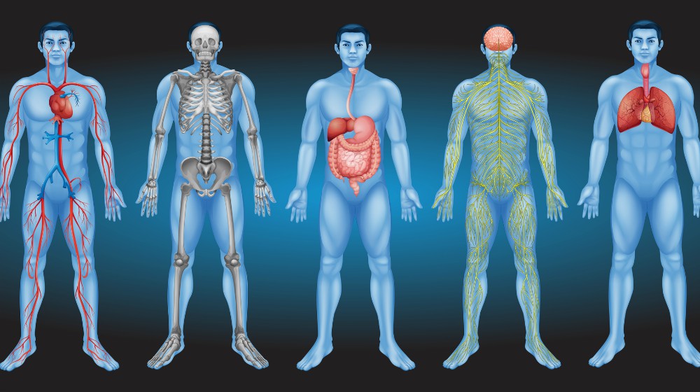 干細胞從何而來 干細胞從何而來