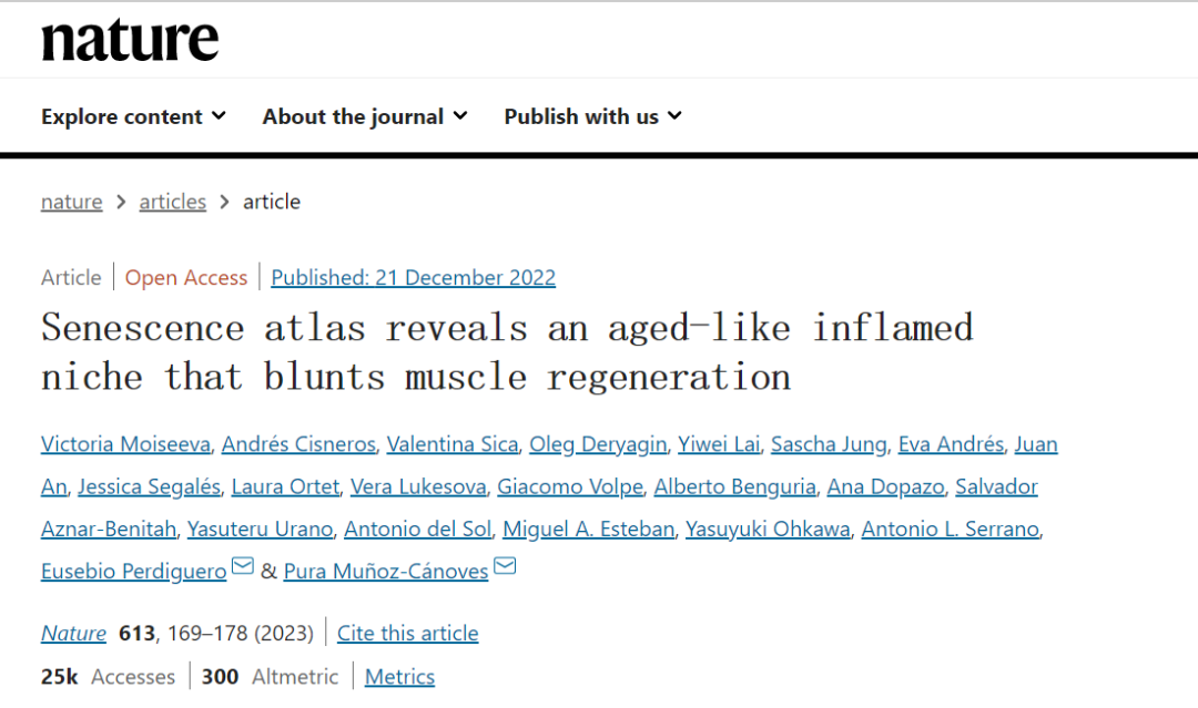 衰老圖譜揭示了一個類似衰老的發炎生態位，會阻礙肌肉再生

